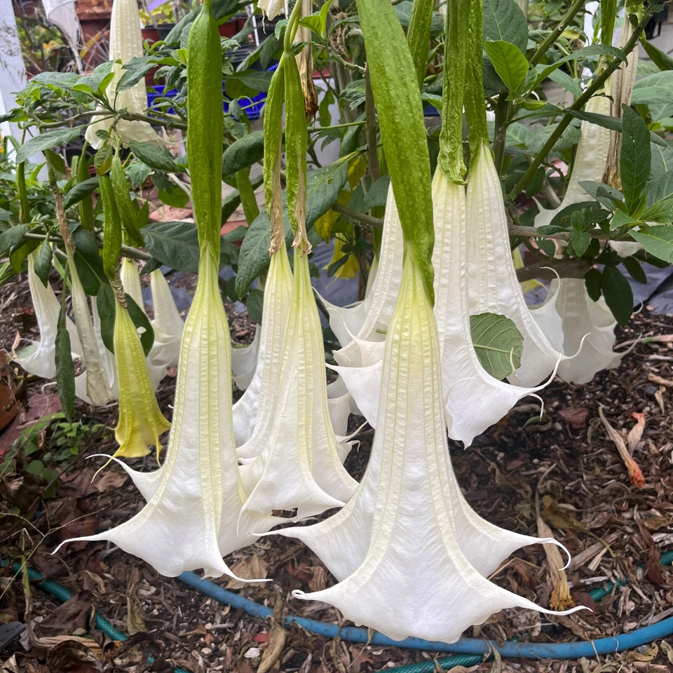UNROOTED CUTTING of Brugmansia Angel Trumpet SUPERNOVA Tropical Perennia... - $475.72 MXN
