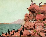 Vtg Cartolina 1900s Parallon Isole Uccello Rookery Dorato Gate Park San ... - £11.42 GBP