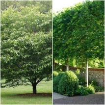 American Hornbeam tree (Carpinus caroliniana) quart pot - £38.03 GBP