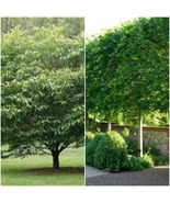 American Hornbeam tree (Carpinus caroliniana) quart pot - £38.48 GBP