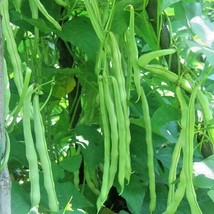 BStore 45 Seeds Kentucky Wonder Pole Bean Seeds Native Heirloom Vegetable Garden - £6.71 GBP