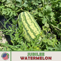 10 SEEDS JUBILEE WATERMELON FAST PLANT HEIRLOOM SEEDS NOW - $8.35