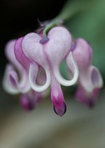 Grow In US 25 Purple White Bleeding Heart Seeds Flowers Seed Perennial Flower - £8.95 GBP