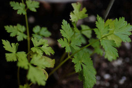 Jstore USA Petroselinum crispum var. neapolitanum Flat Leaf Italian Parsley 100  - £8.04 GBP