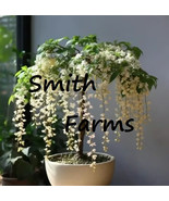15 Seeds White Weeping Jasmine Flowers Easy To Grow Tree Beautiful Garde... - $12.49