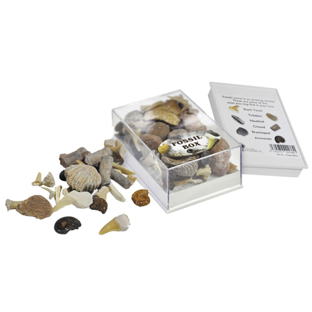 British Fossils Fossil Box - $22.11