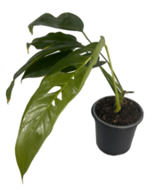 Monstera Unknown by LEAL PLANTS ECUADOR |Colombian Unknown Monstera | Ho... - £39.15 GBP