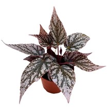 Begonia Rex Jolly Silver in a 4 inch Pot Shrubby Polkadot White Splash - $18.49