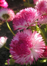 100 Pc Seeds Strawberries Cream English Daisy Flower, Daisy Seeds for Planting  - $16.80
