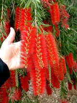 Callistemon Viminalis 500 Ornamental Weeping Bottle Brush Tree Heirloom ... - $11.43