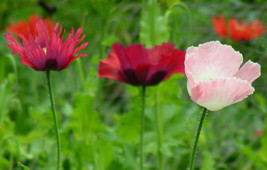 Poppy Pepperbox Mix Flower 85 Seeds Made InFrom US  - $8.35