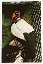 King Vulture Bird Sunken Gardens St Petersburg Florida FL Koppel Postcard c1970s - $5.99