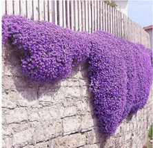 100PCS Aubrieta Cultorum Seeds Rock CRESS Plant  Purple Flowers - £6.76 GBP