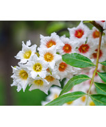 5 Yellowhorn Tree Xanthoceras Sorbifolium White Yellow Red Fragrant Flow... - £7.05 GBP