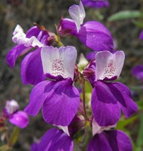 Collinsia Heterophylla Chinese Houses 200 Seeds USA Fast Shipping - £17.82 GBP