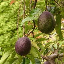 From Us Live Fruit Tree 12”-24” Persea Americana (Grafted Avocado Hass) TP15 - $125.98