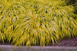 Japanese Forest Grass Plants -  Hakonechloa macra-  &#39;aureola&#39; and &#39;all gold&#39; - £15.42 GBP+