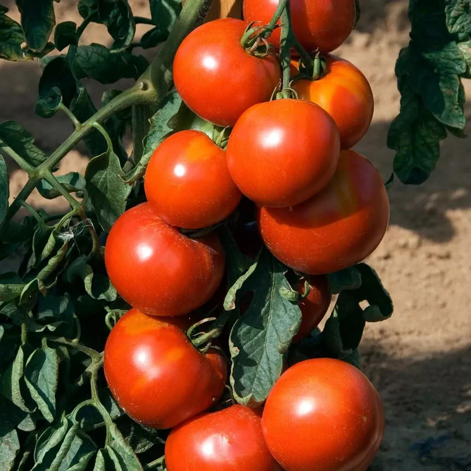 50 Seeds Solar Power Tomato Vegetable Garden - $9.65