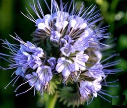 1000 Purple Lacy Flower Seeds Phacelia tanacetifolia Seed - £13.38 GBP