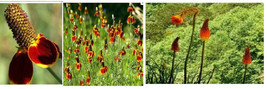 HS Mexican Hat Dance Neat Wild Red And Orange Flower Over 25 Seeds Usa Seller - $3.44