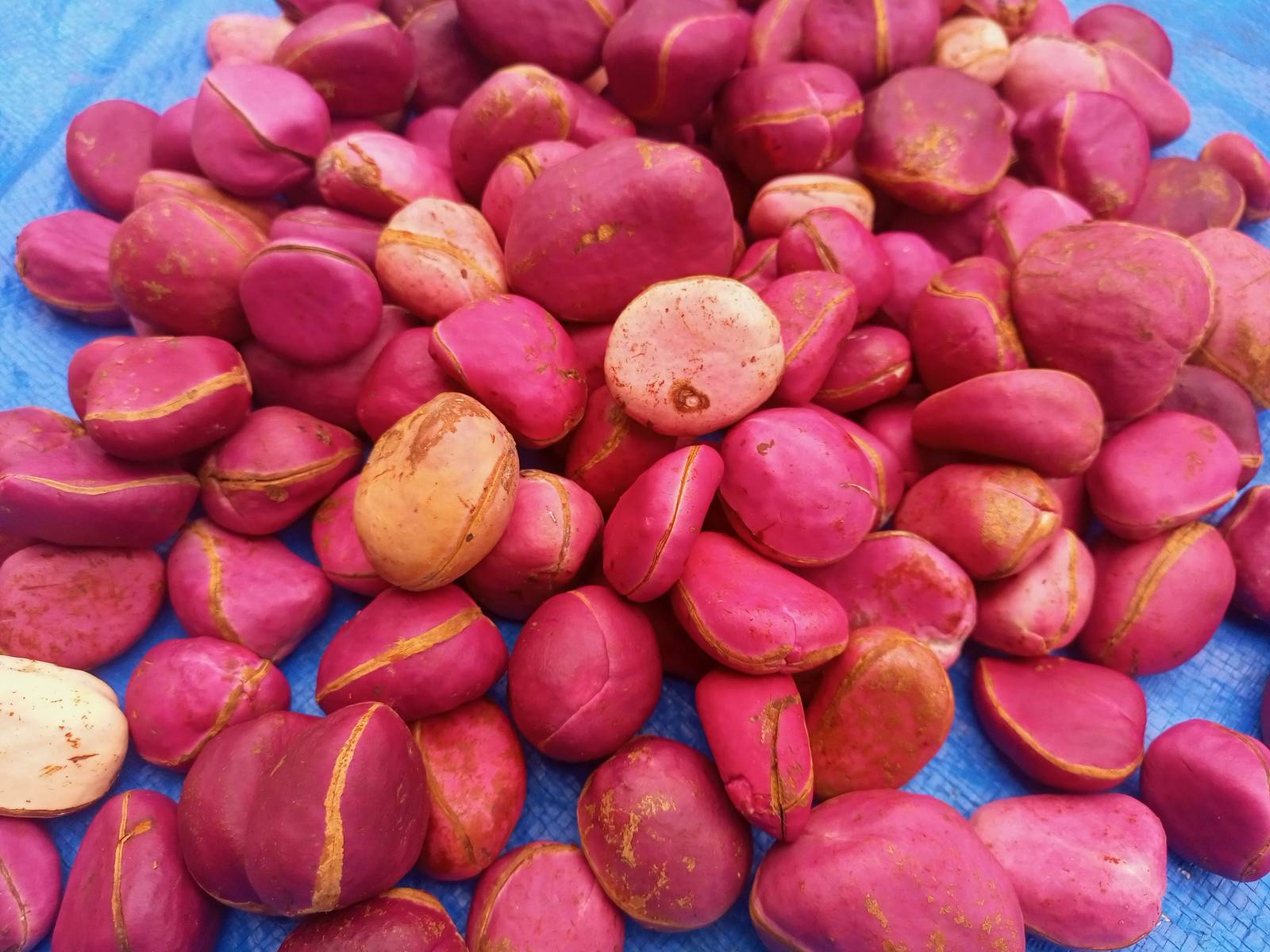 Red cola nut, Rubra(Cola nitida), 300g nuts cost(5 USD, shipping cost(10 USD), P Item image 2