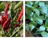 Lot Of 3 Red Thai Dragon 75 Day+ Old Super Hot Pepper Live Plants - £43.15 GBP