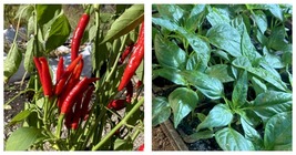 Lot Of 3 Red Thai Dragon 75 Day+ Old Super Hot Pepper Live Plants - £43.90 GBP