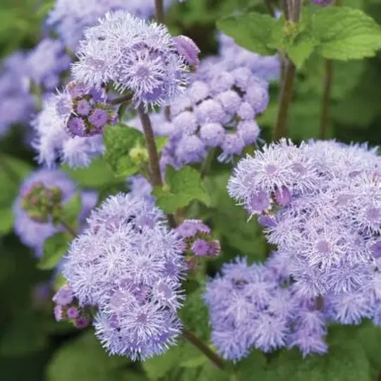 50 Blue Planet Flossflower Seeds For Planting Ageratum Houstonianum Usa Seller - £12.61 GBP