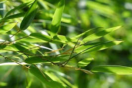 Daun Bambu (Dried), 80 Gram - $15.83