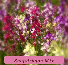 5804 snapdragon mix pop thumb200