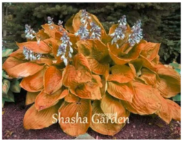 SEEDS 200 pcs Hosta Orange Fragrant Plantain Lily Bonsai Perennial Flower - £6.26 GBP