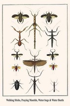 Walking Sticks, Praying Mantids, Water bugs &amp; Water Beetle by Albertus Seba - Ar - £17.27 GBP+