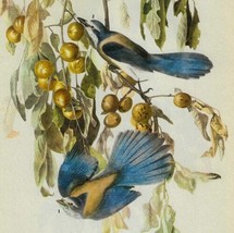 Florida Jay Bird 1946 Color Art Print John James Audubon Nature DWV2D - £27.96 GBP