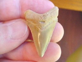 (s1011) 1-3/8&quot; ANGUSTIDENS Collector SHARK TOOTH fossil specimen I love ... - £37.66 GBP