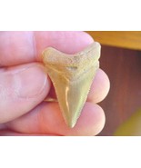 (s1011) 1-3/8&quot; ANGUSTIDENS Collector SHARK TOOTH fossil specimen I love ... - £38.05 GBP