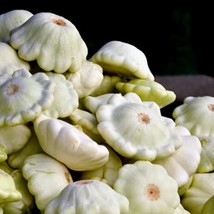 Seeds USA Seller Early White Bush Scallop Summer Squash Seeds - £5.90 GBP