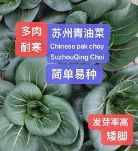 HS 300+Seeds Chinese Cabbage Pak Choi SuzhouQing Choi 300???????????? 2023???? - £4.39 GBP