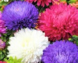 Aster Seeds Powder Puff Mix Non-Gmo 300 Seeds Fast Shipping - $7.99