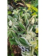 Variegated Costus Arabicus Spiral Ginger Live Plant 10 To 15&quot; Tall In 4&quot;... - $39.06