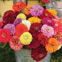 120 Zinnia Benary&#39;s Giant Mix Seeds Usa Seller - $29.18