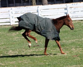 COLOR PHOTO - FUNNY CIDE    Playing in paddock # 2 kicking his heels up - $8.00+