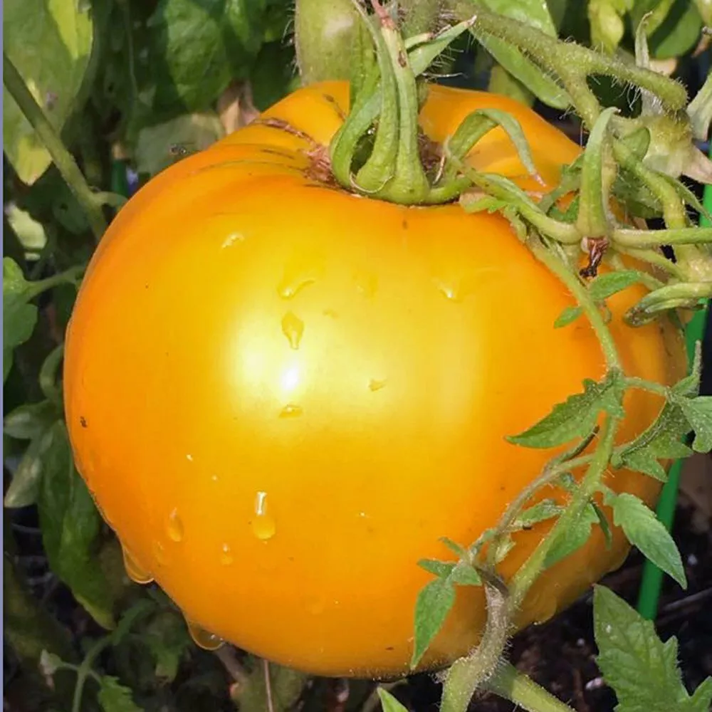 HGBO 50 Golden Jubilee Tomato Seeds Non GMO Bulk Seeds - £7.02 GBP