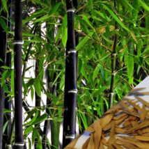 Fresh Black Bamboo - 20 Seeds - $6.88