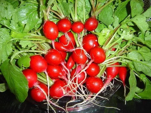 Top Seller 2000 Cherry Belle Radish Raphanus Sativus Vegetable Seeds - £11.48 GBP