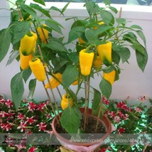 New Fresh Yellow Long Sweet Pepper Huang La Meizi Seeds 20 Edible - £3.48 GBP