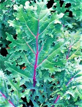 BPA Red Russian Kale Seeds 200 Seeds Non-Gmo From US - £6.38 GBP