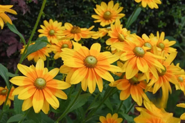200 Pcs Prairie Sun Rudbeckia Seeds for Garden Planting - $10.99