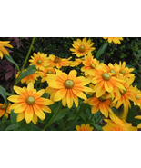 200 Pcs Prairie Sun Rudbeckia Seeds for Garden Planting - $10.99