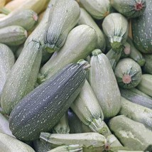 20 Seeds Grey Zucchini Summer Squash Rapid Heirloom Seeds Easy Plant Qui... - $8.35