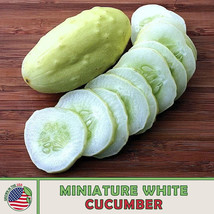 20 Miniature White Cucumber Seeds Fresh Seeds - $85.59 MXN